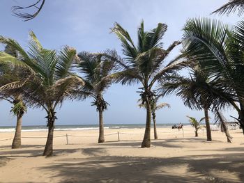 Palm trees on beach against sky