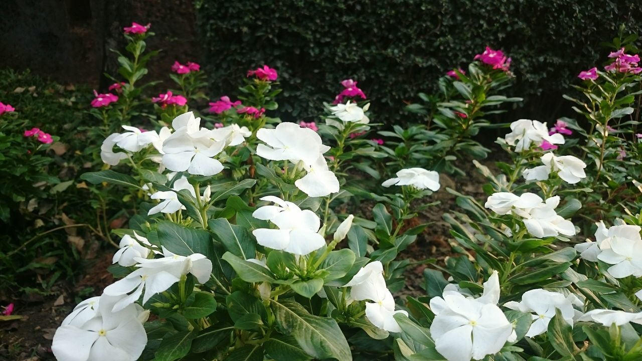 flower, freshness, petal, fragility, growth, white color, beauty in nature, flower head, blooming, plant, nature, field, high angle view, leaf, in bloom, stem, green color, outdoors, white, day