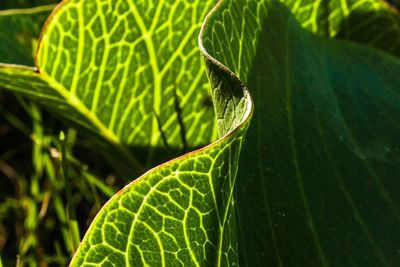 Close-up of green leaf