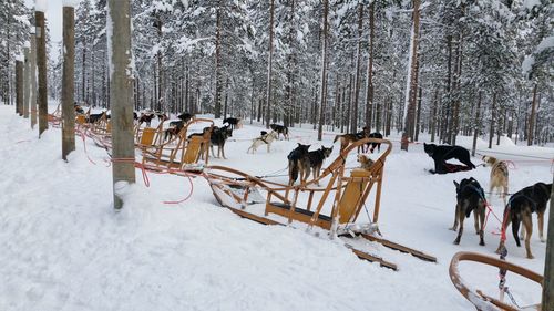 View of dogs on snow covered land