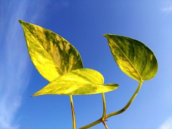 Close-up of yellow leaf against blue sky