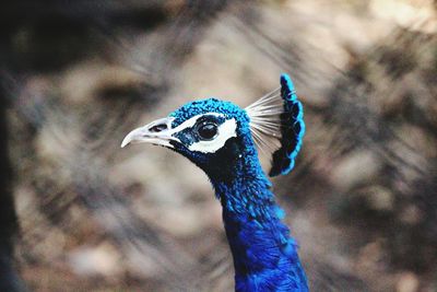 Close-up of peacock