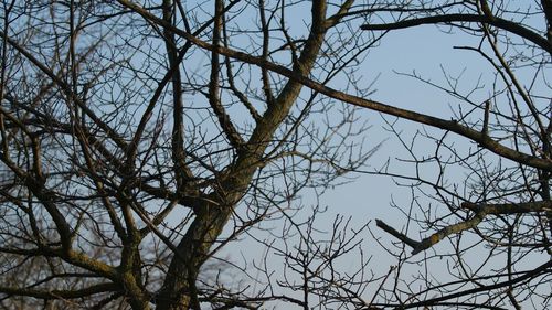 Low angle view of bare tree against sky