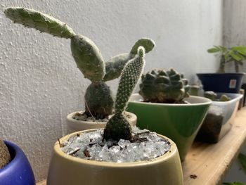 Close-up of succulent plant in pot