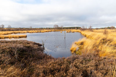 Swamp landscape in the high fens in autumn