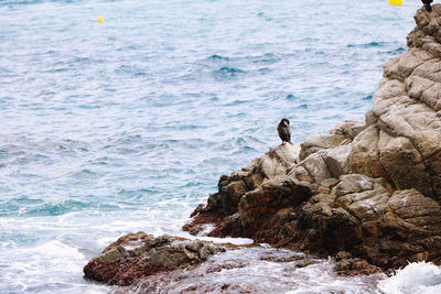 View of a bird on rock