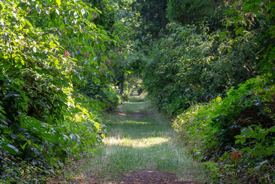 Footpath amidst trees and plants
