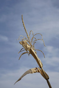 Dry corn plants against blue sky