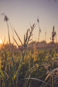 Close-up of stalks in field against sky