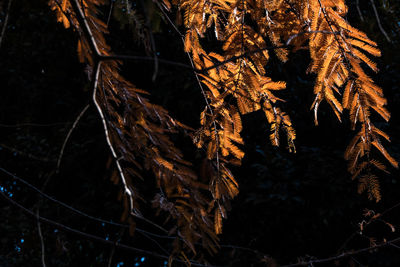 Close-up of plants at night