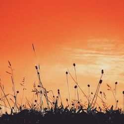 Plants growing on field at sunset