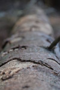 Close-up of wood