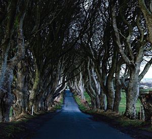 Dirt road amidst trees