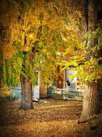 Trees in park during autumn