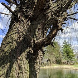 Close-up of tree trunk by lake against sky