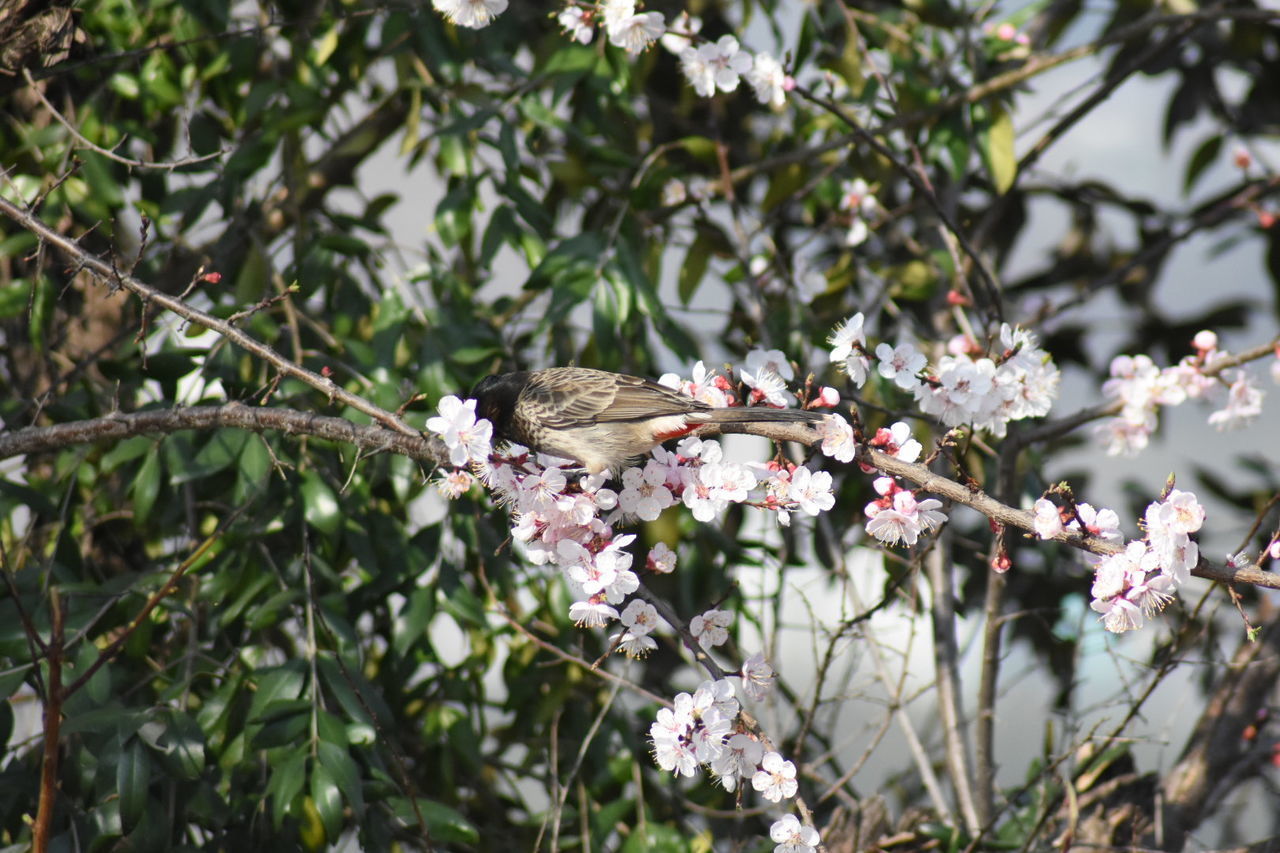 VIEW OF CHERRY BLOSSOMS ON TREE