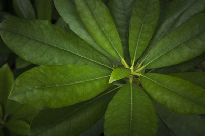 Full frame shot of leaves