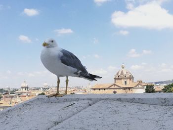 Seagull perching on retaining wall against sky