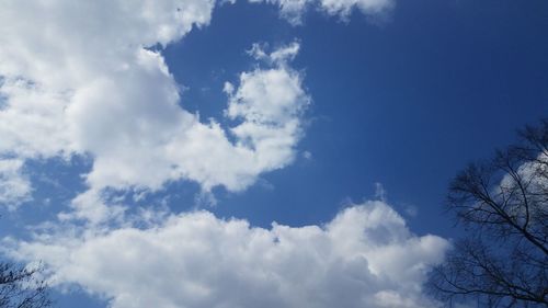 Low angle view of trees against blue sky