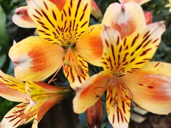 Close-up of yellow flowers blooming outdoors