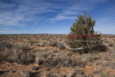 Desert tree decorated for christmas, arizona, usa christmas tree