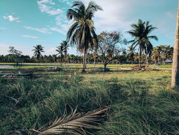 Palm trees on field against sky