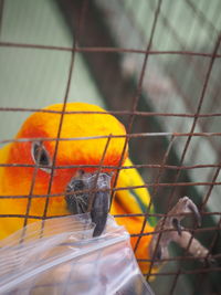 Close-up of orange parrot in cage