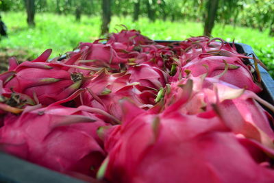 Close-up of pink roses