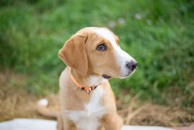 View of a dog looking away