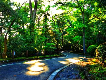 Road amidst trees in park