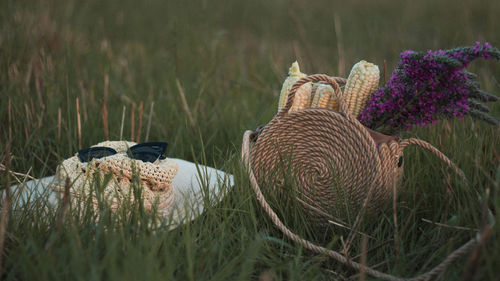 Close-up of peacock on grass in field