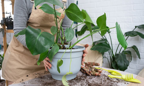 Close-up of potted plant on table