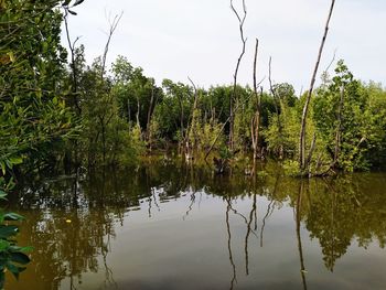 Scenic view of lake in forest against sky