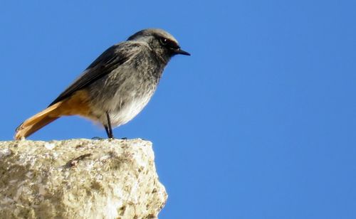 Close-up of bird perching against clear blue sky
