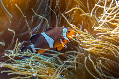 Clown fish swimming in se