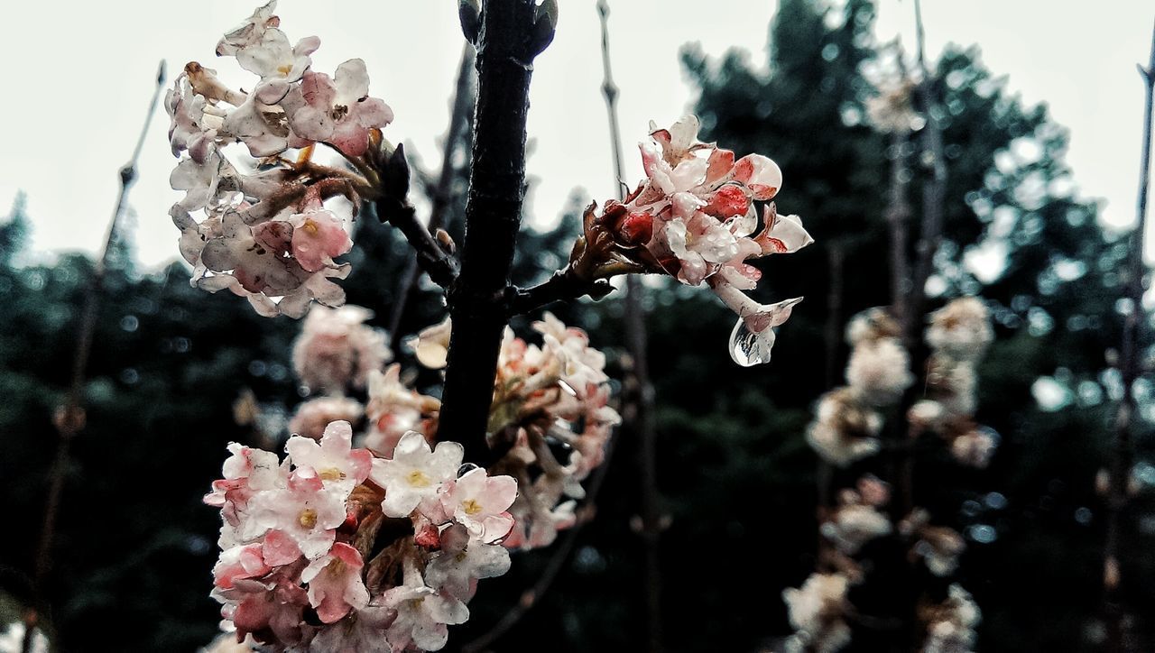 CLOSE-UP OF PINK CHERRY BLOSSOM PLANT