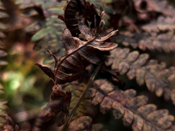 Close-up of dried leaves on plant