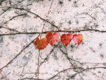 Directly above shot of red autumn leaves