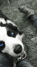 Close-up portrait of a dog