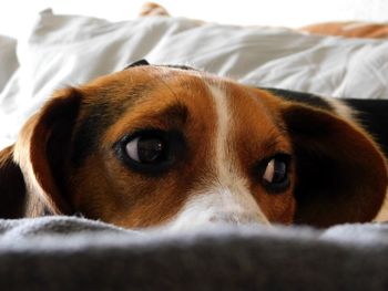 Close-up portrait of a dog