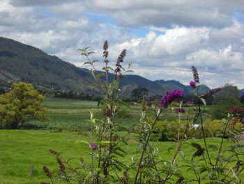 Scenic view of landscape against cloudy sky