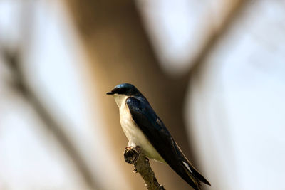 Close-up of bird perching