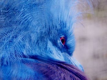 Close-up of peacock