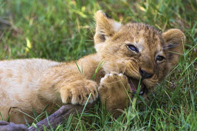 Lion cub gnawing