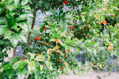 Close-up of berries on tree