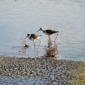 Birds perching on lakeshore