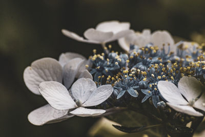 Close-up of white flowering plant