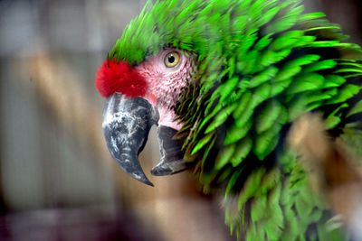 Close-up of a parrot