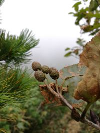 Close-up of fresh green plant against sky