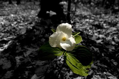 Close-up of white flowers